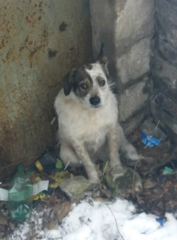 В Днепре исчезло много животных: помогите найти 5