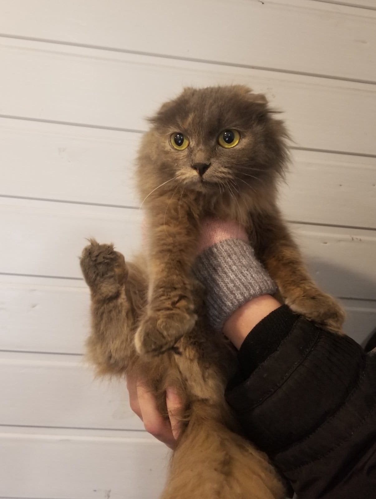 В Днепре исчезло много животных: помогите найти 6