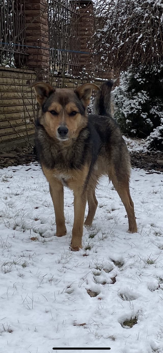 В Днепре исчезло много животных: помогите найти 7