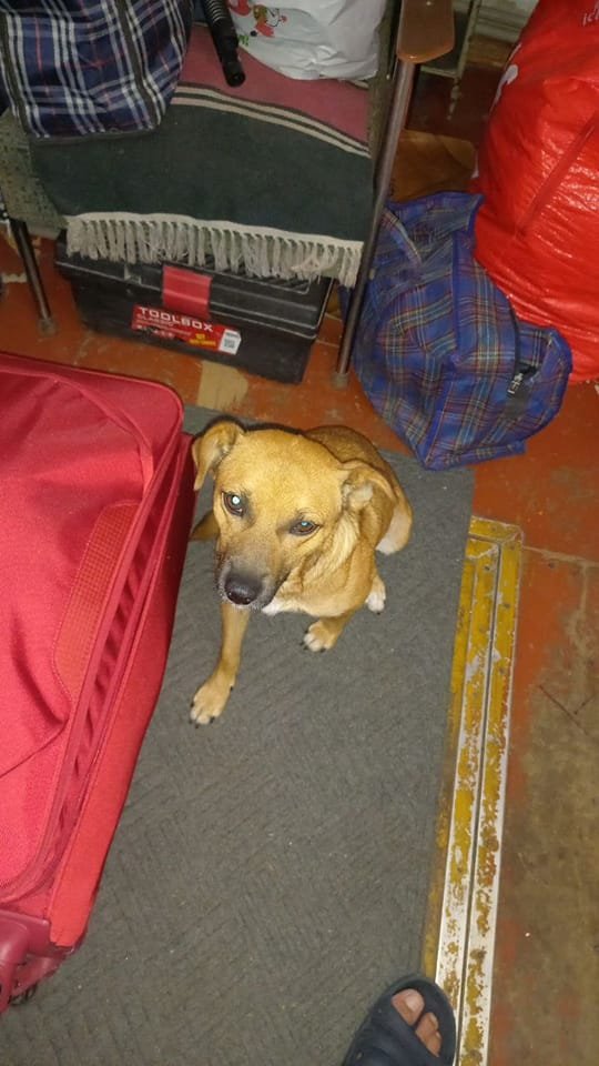 В Днепре исчезло много животных: помогите найти 1