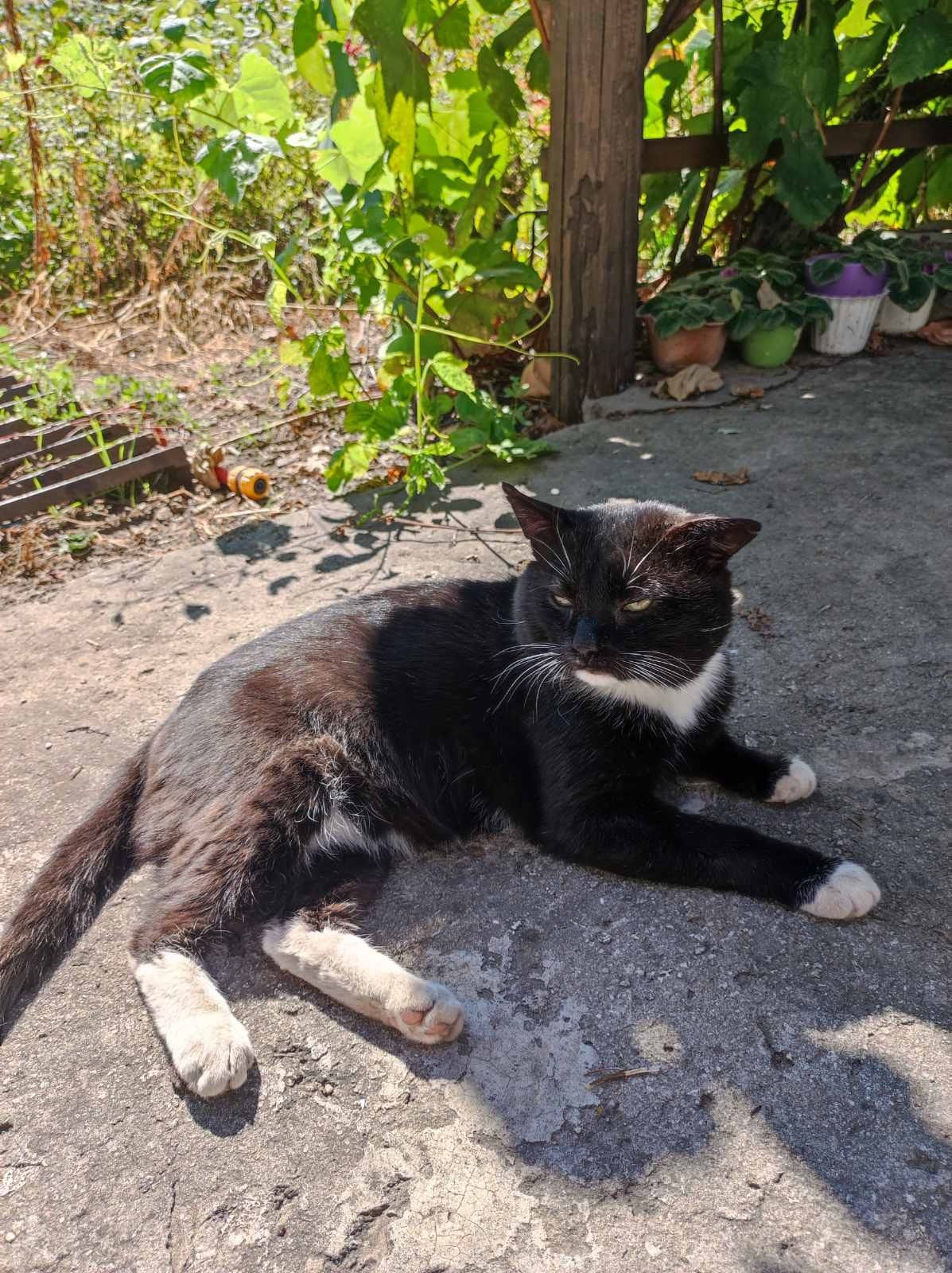 В Днепре исчезло много животных: помогите найти 2