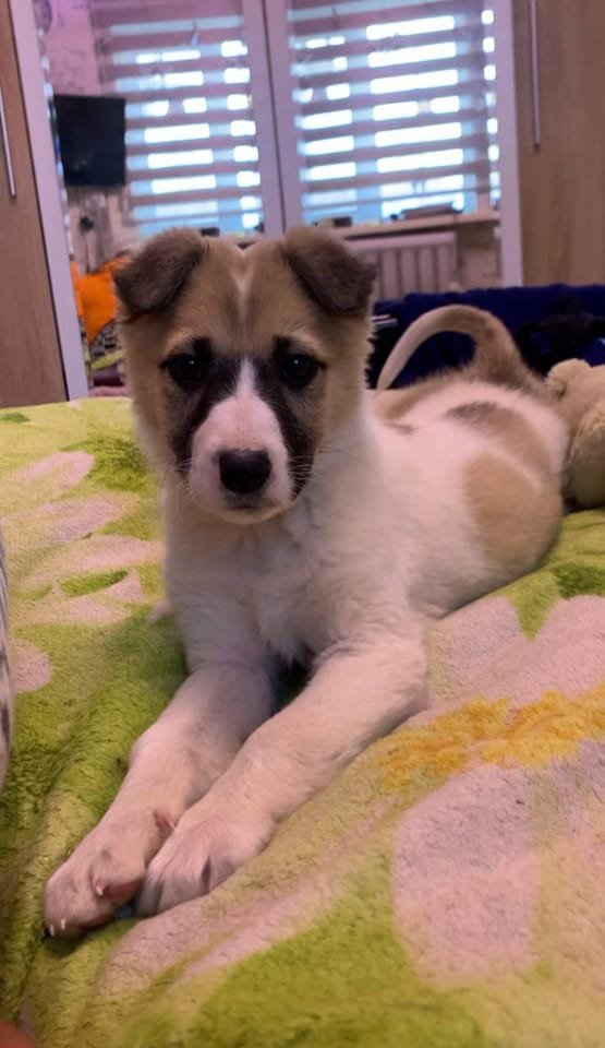 В Днепре исчезло много животных: помогите найти 8