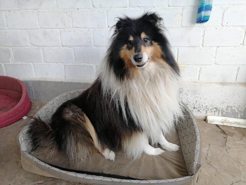 В Днепре исчезло много животных: помогите найти 3