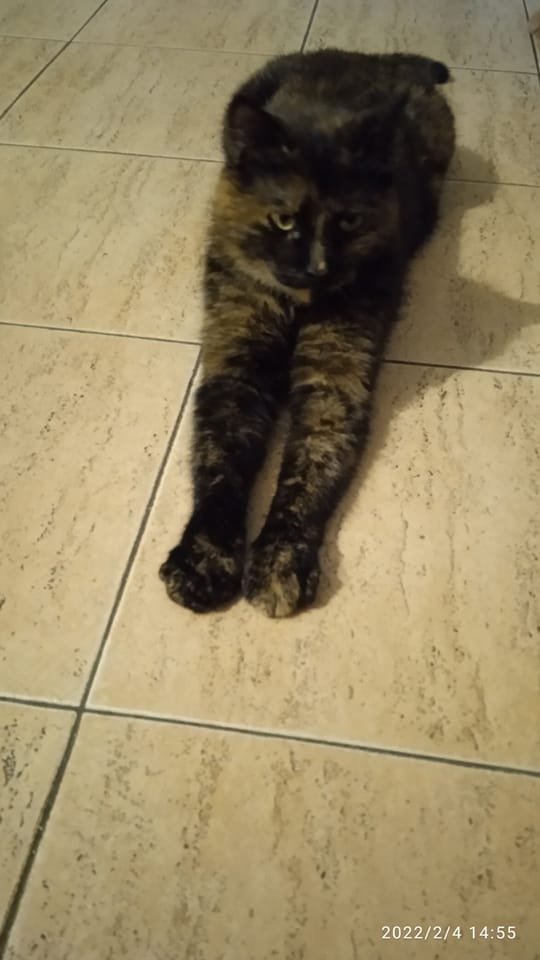 В Днепре исчезло много животных: помогите найти 4