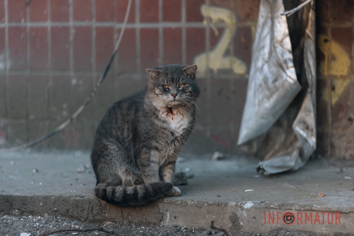 Не тільки люди страждають Не тільки люди страждають