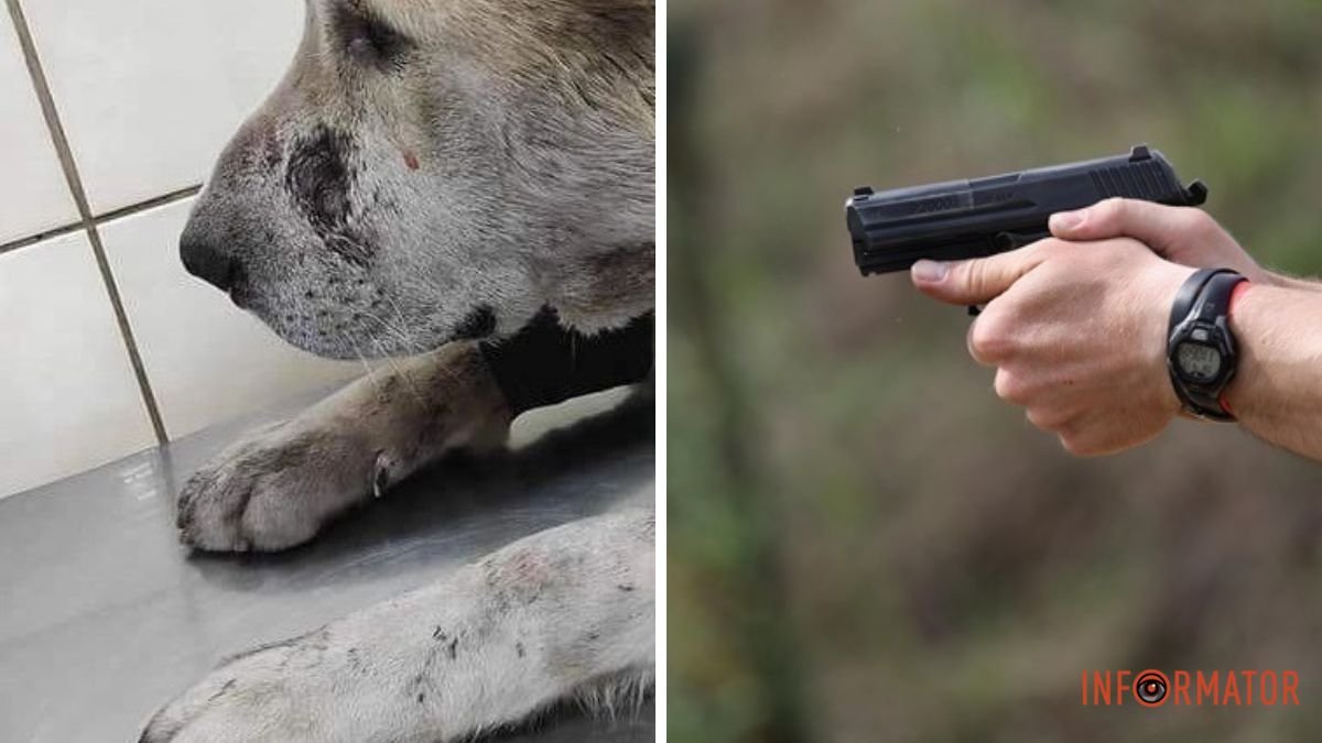 В Каменском мужчина попал в собаку из пистолета