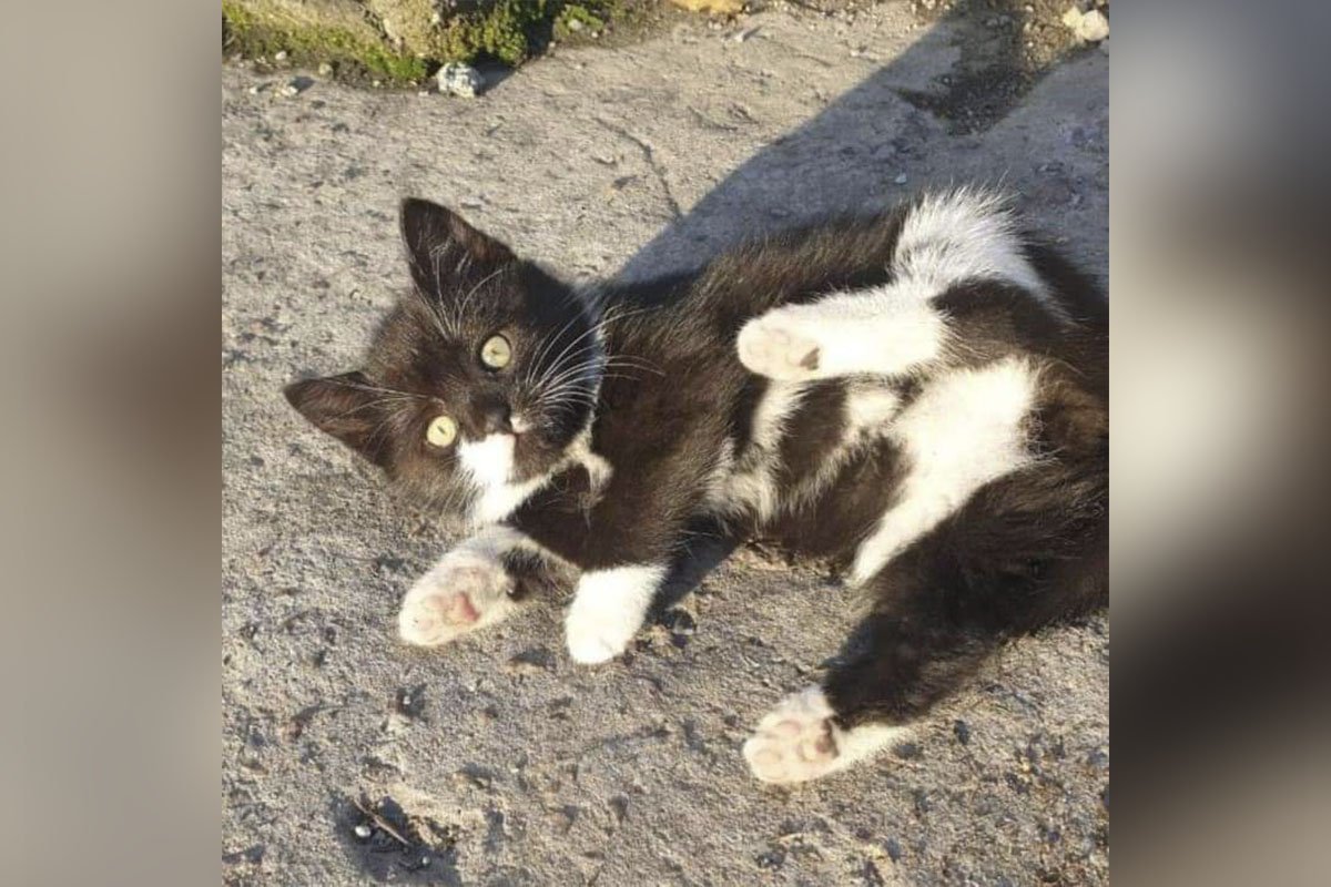 Красунчик Красунчик