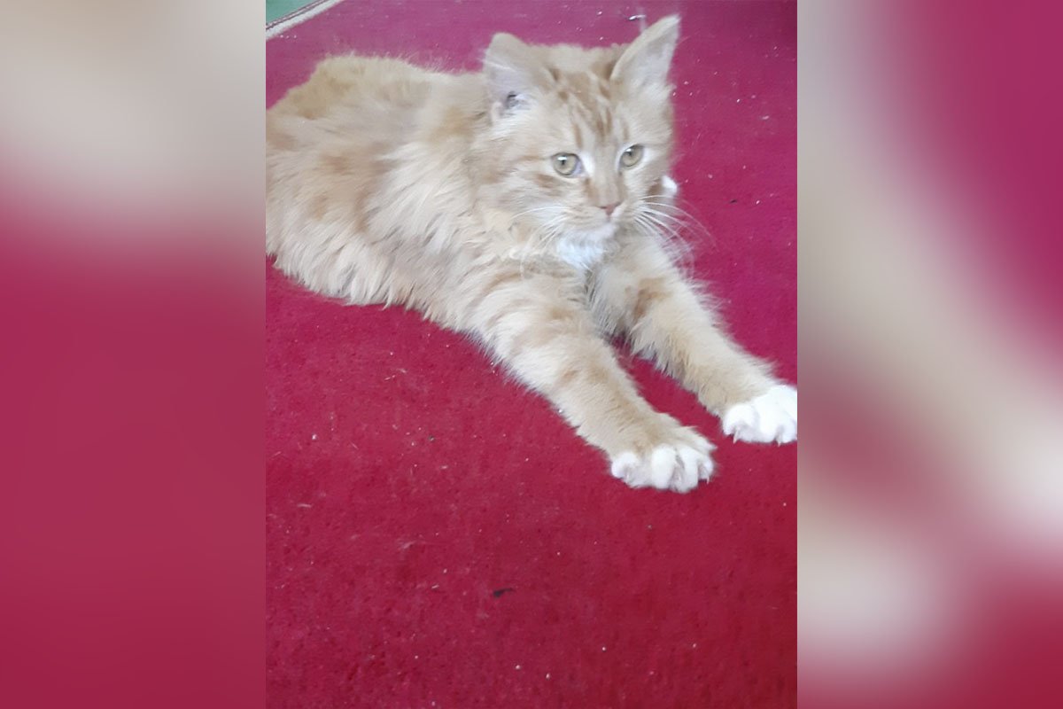 Рижулька Рижулька