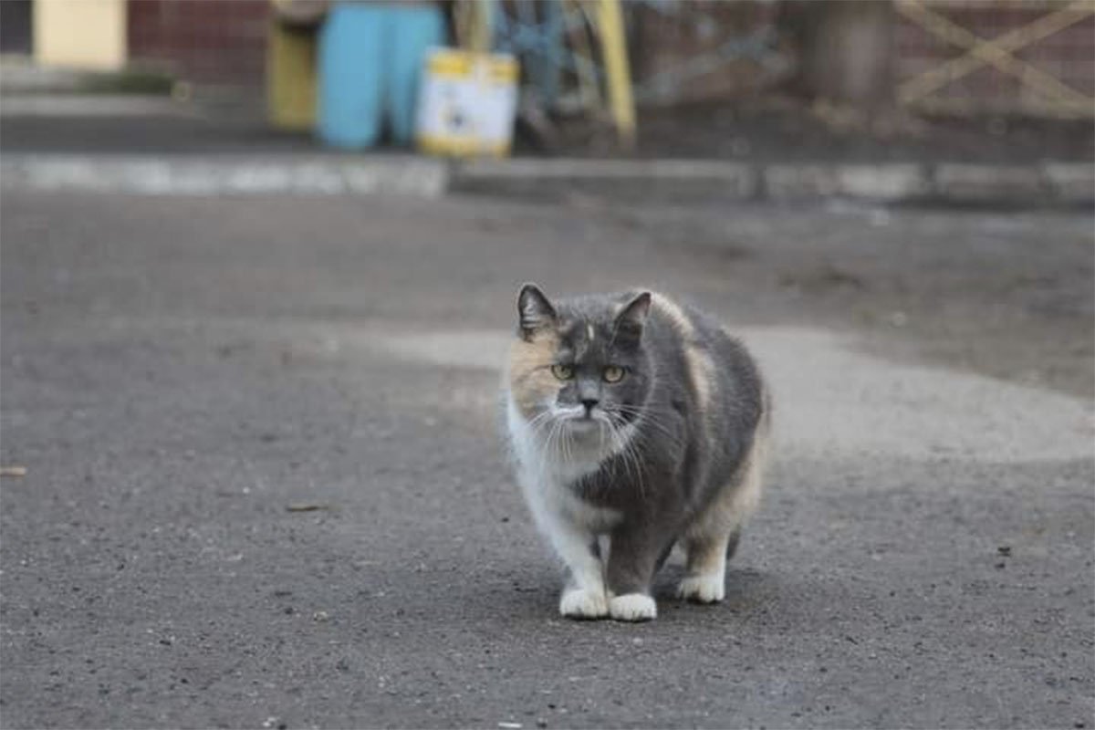 Пухнаста Пухнаста