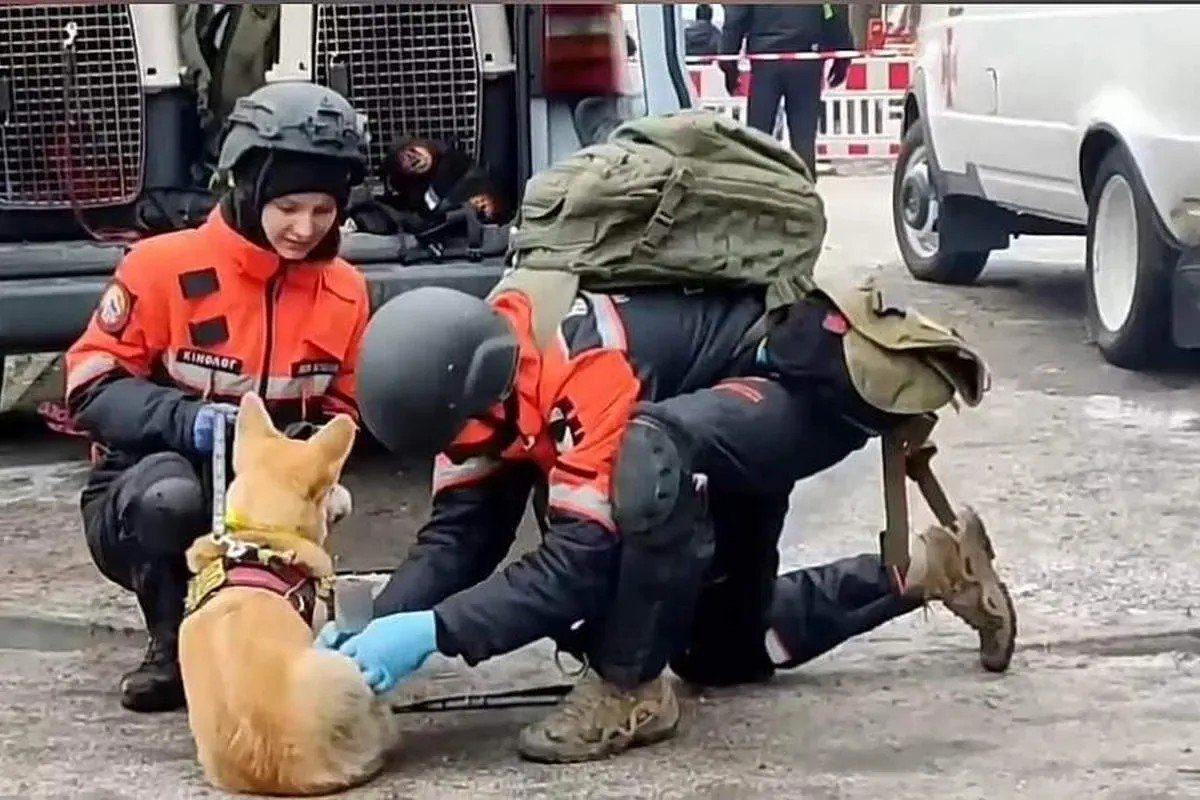 Чотирилапі-волонтери