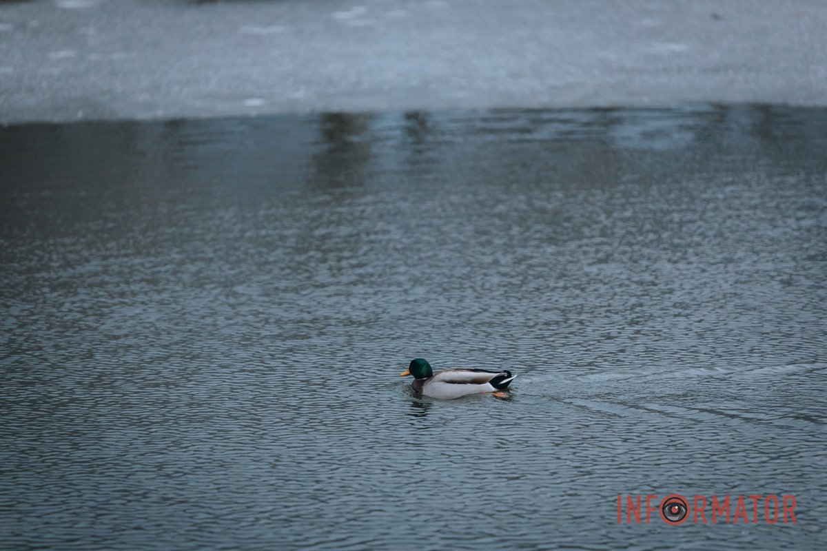 Любов до води Любов до води