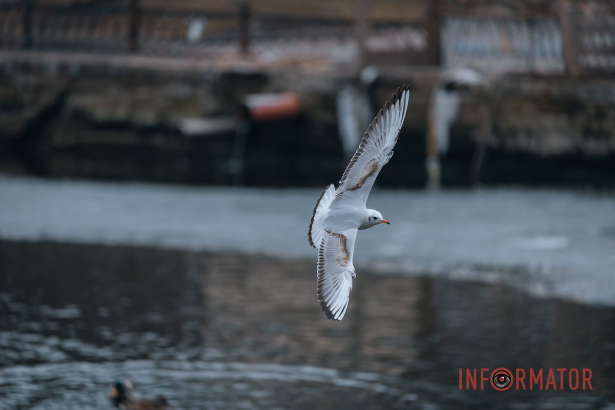 У польоті У польоті