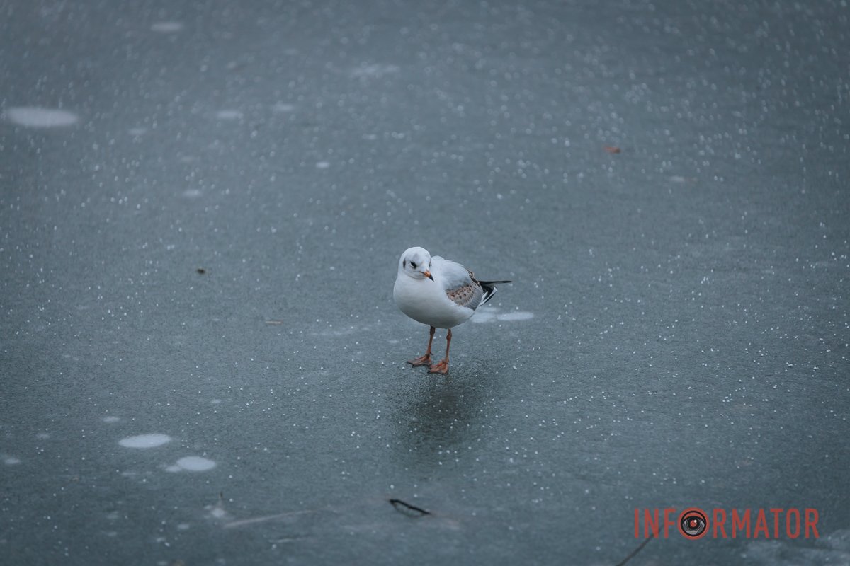 "Знов цей сніг" "Знов цей сніг"