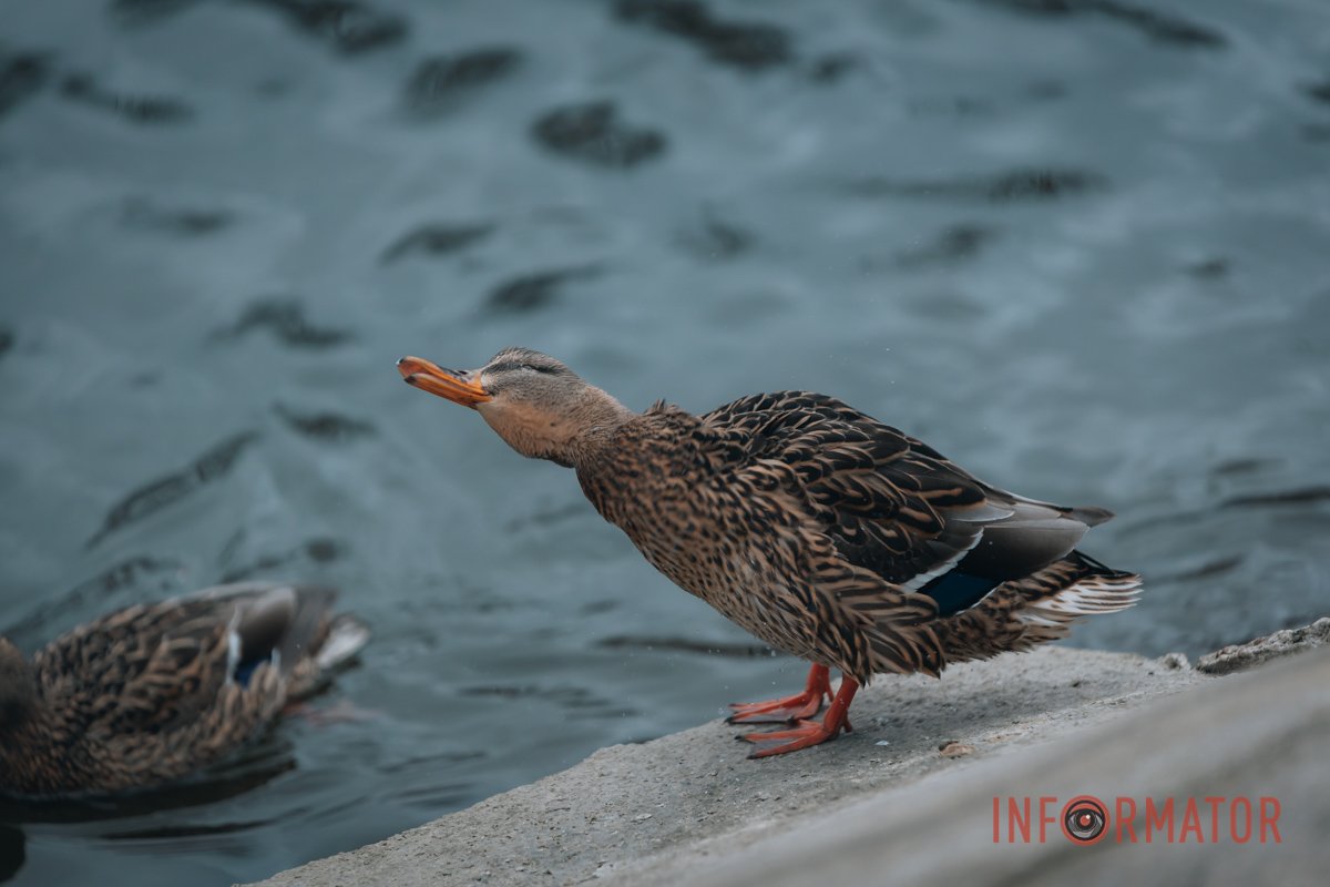 Друзі розмовляють Друзі розмовляють