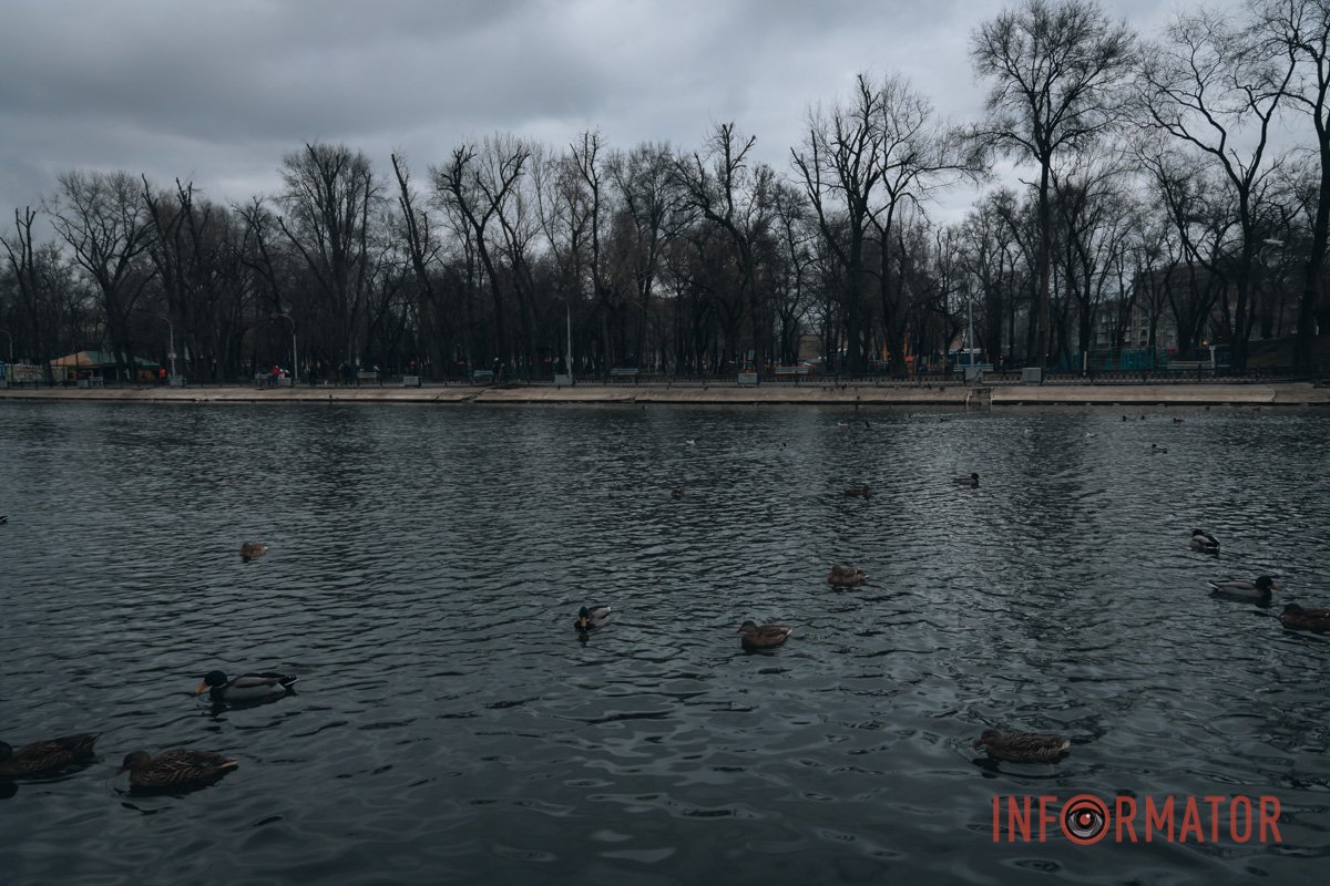 Багато качок Багато качок