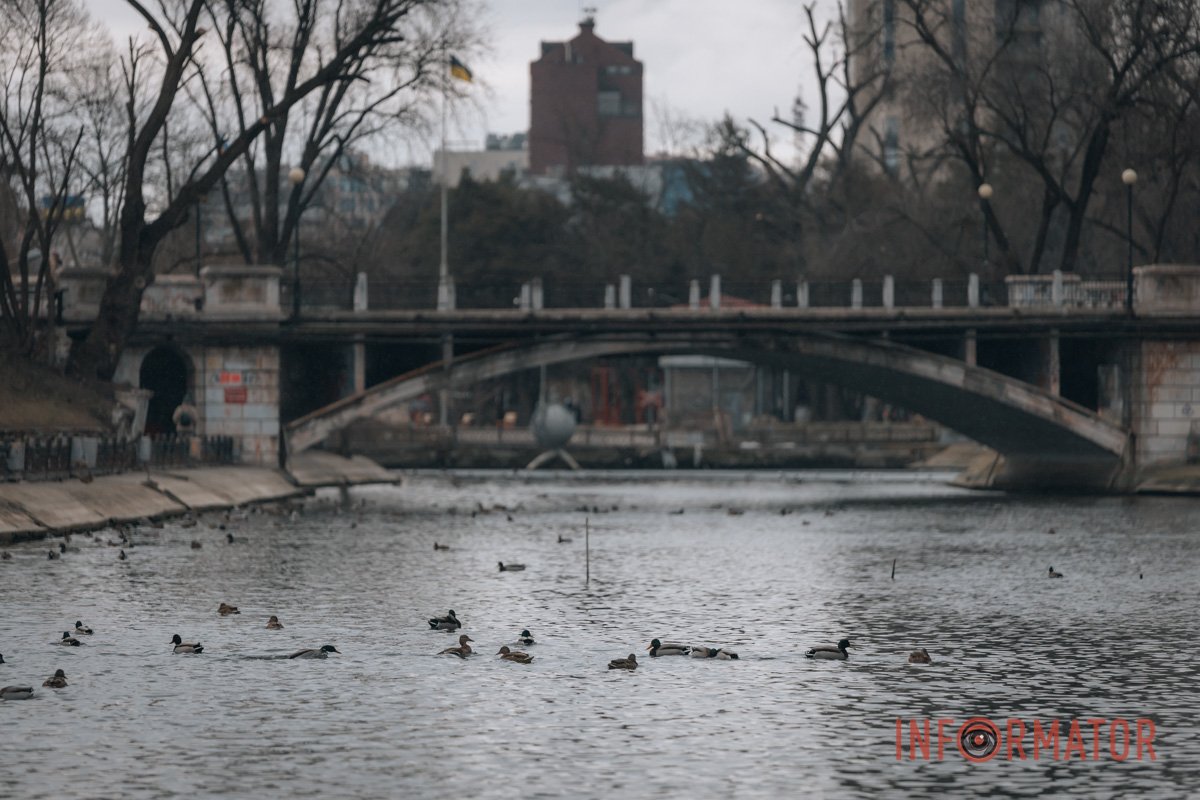 Озеро, качки, міст Озеро, качки, міст