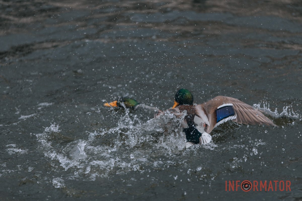 Битва на життя Битва на життя