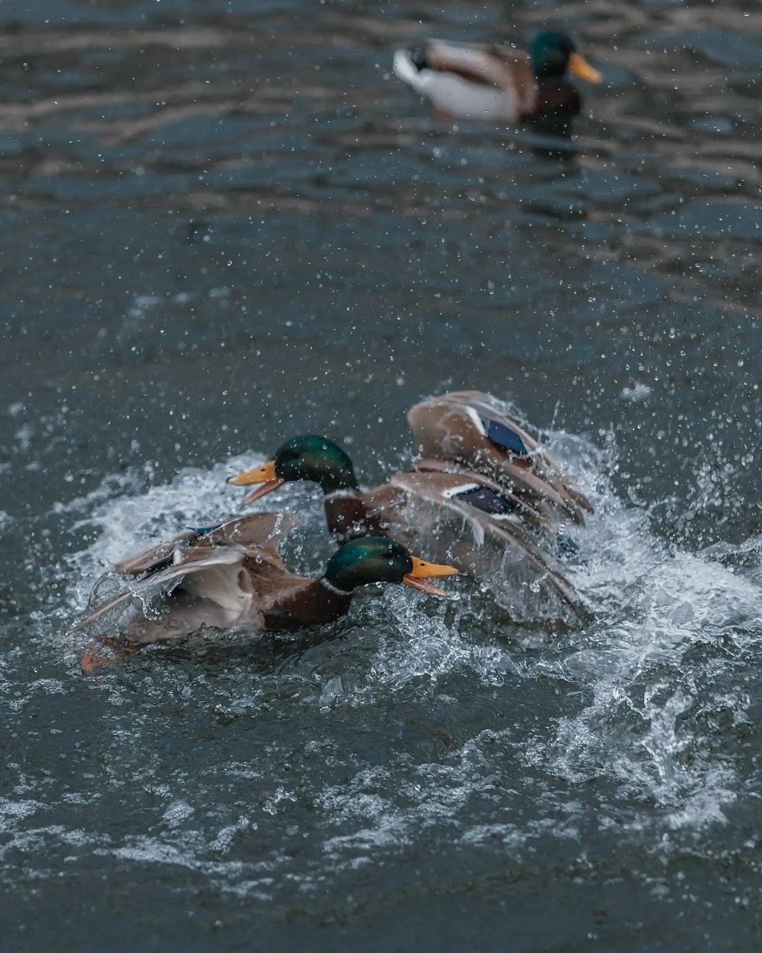 Фото: @deniska_ua