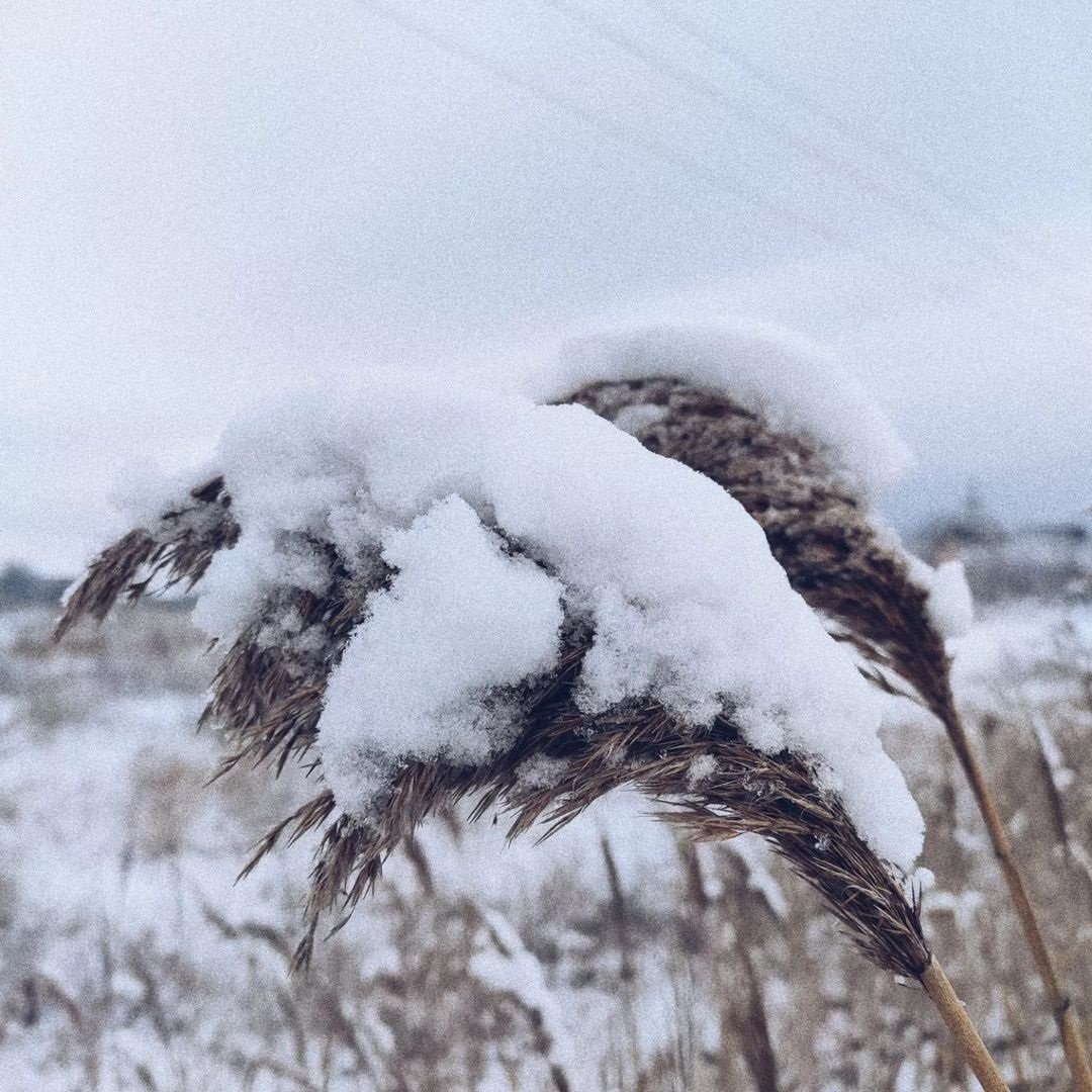 Фото: @rodina_tattooist