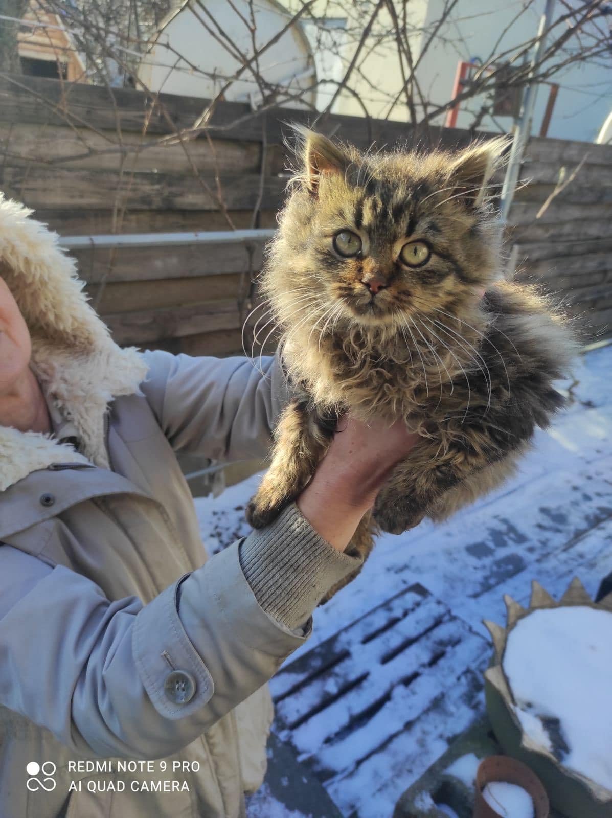 Чотирилапі шукають дім: де у Дніпрі знайти собі котика чи песика 1