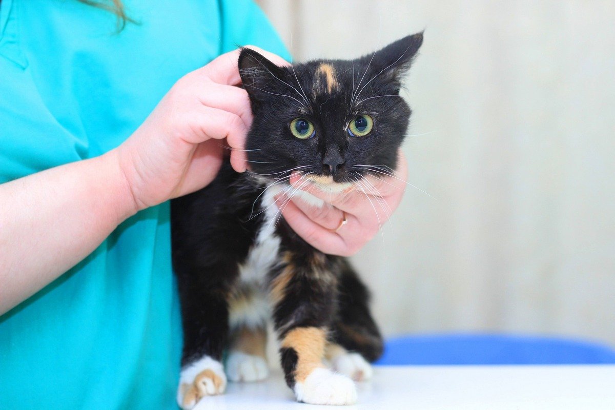 Чотирилапі шукають дім: де у Дніпрі знайти собі котика чи песика 2