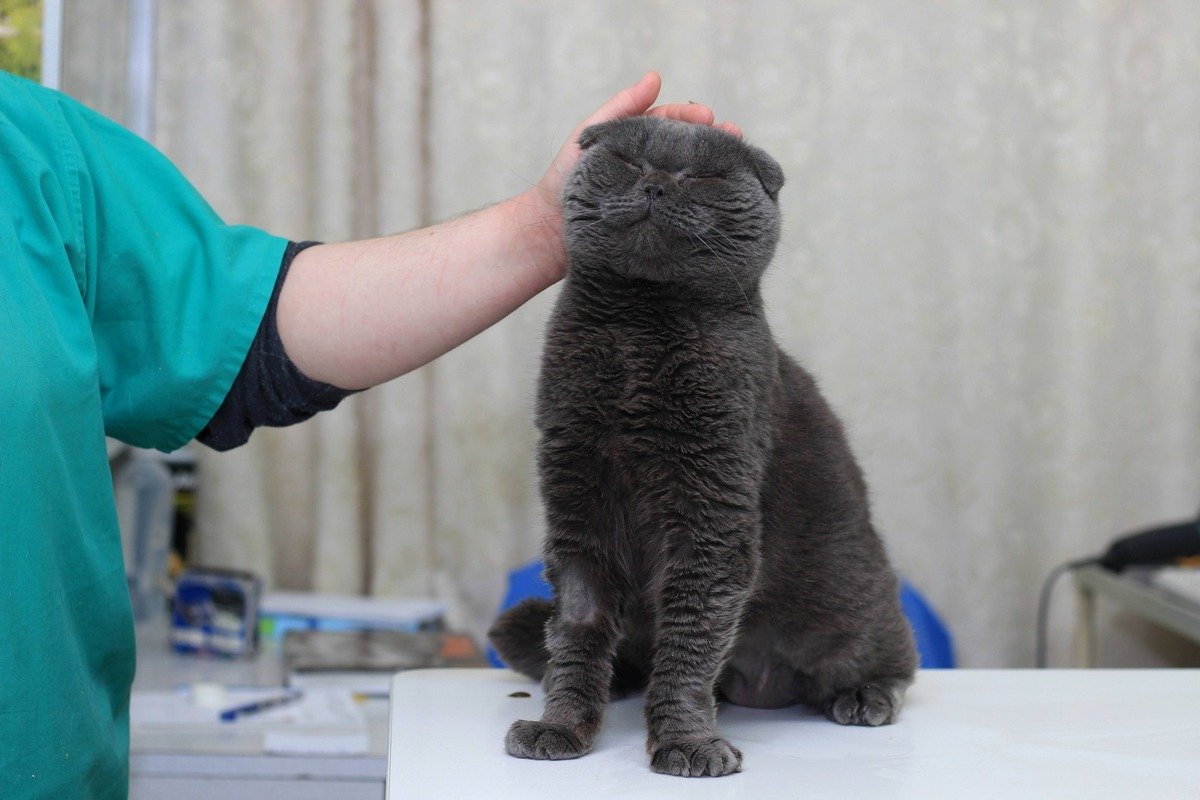 Чотирилапі шукають дім: де у Дніпрі знайти собі котика чи песика 3