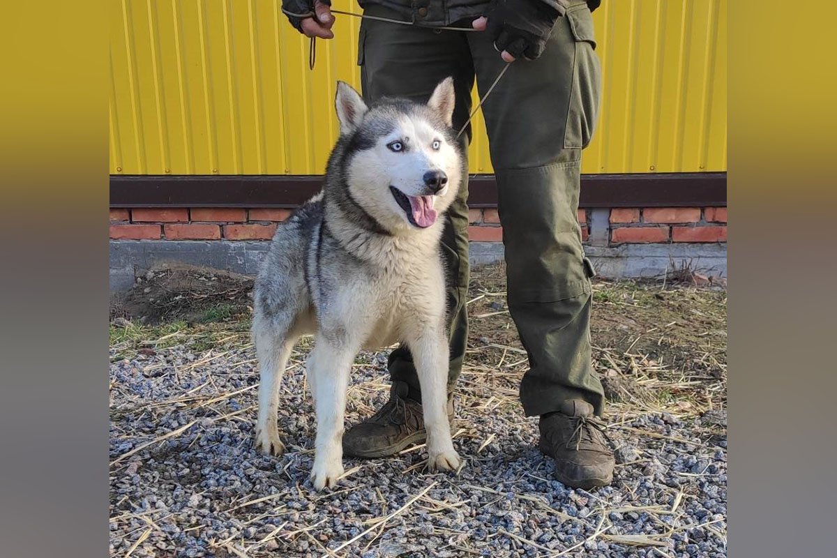Хаскі Дизель, веселий та активний. Прилаштовується в приватний сектор з високим парканом