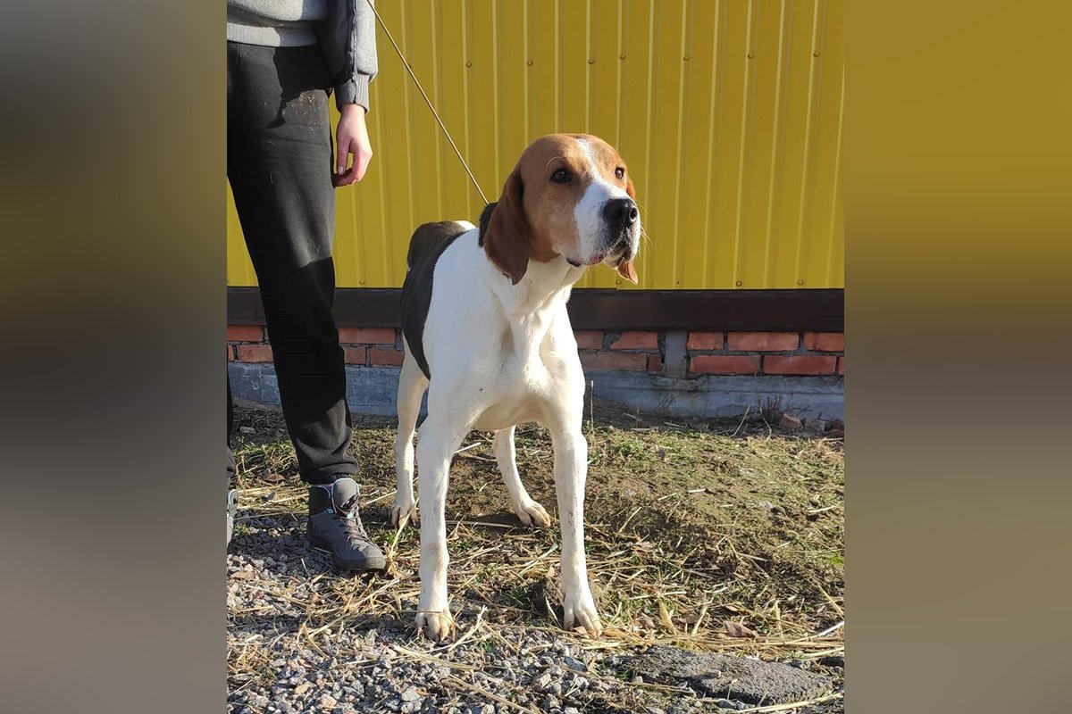 Гончак Ріта. Як і усім мисливцям, потрібні довгі та активні прогулянки. Лагідна дівчинка, яка дуже хоче знайти свою родину.