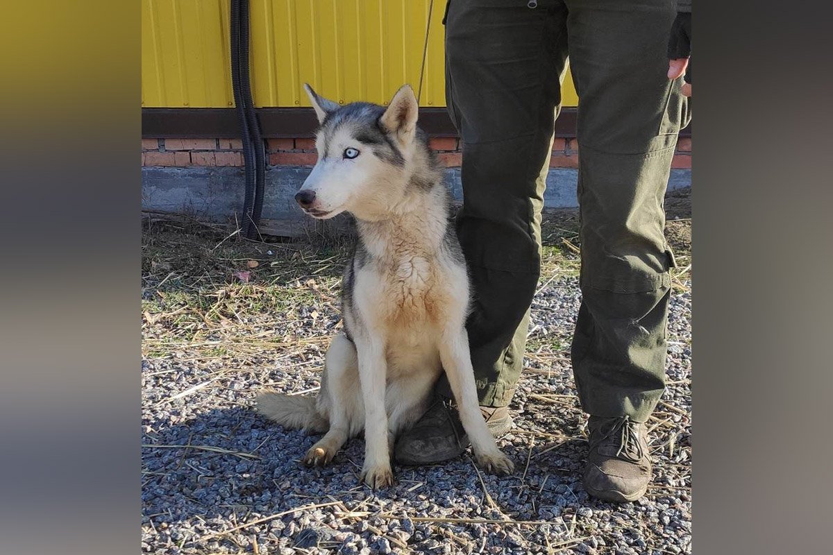Хаскі Бета, її знайшли в дуже поганому стані, зневоднену та дуже худу. Беті дуже потрібна любов та турбота люблячої родини