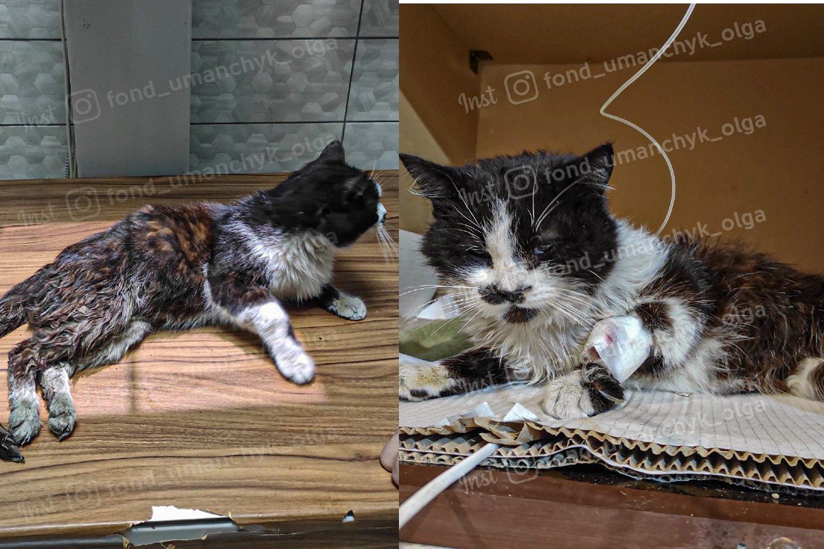 Котик не може самостійно ходити Котик не може самостійно ходити