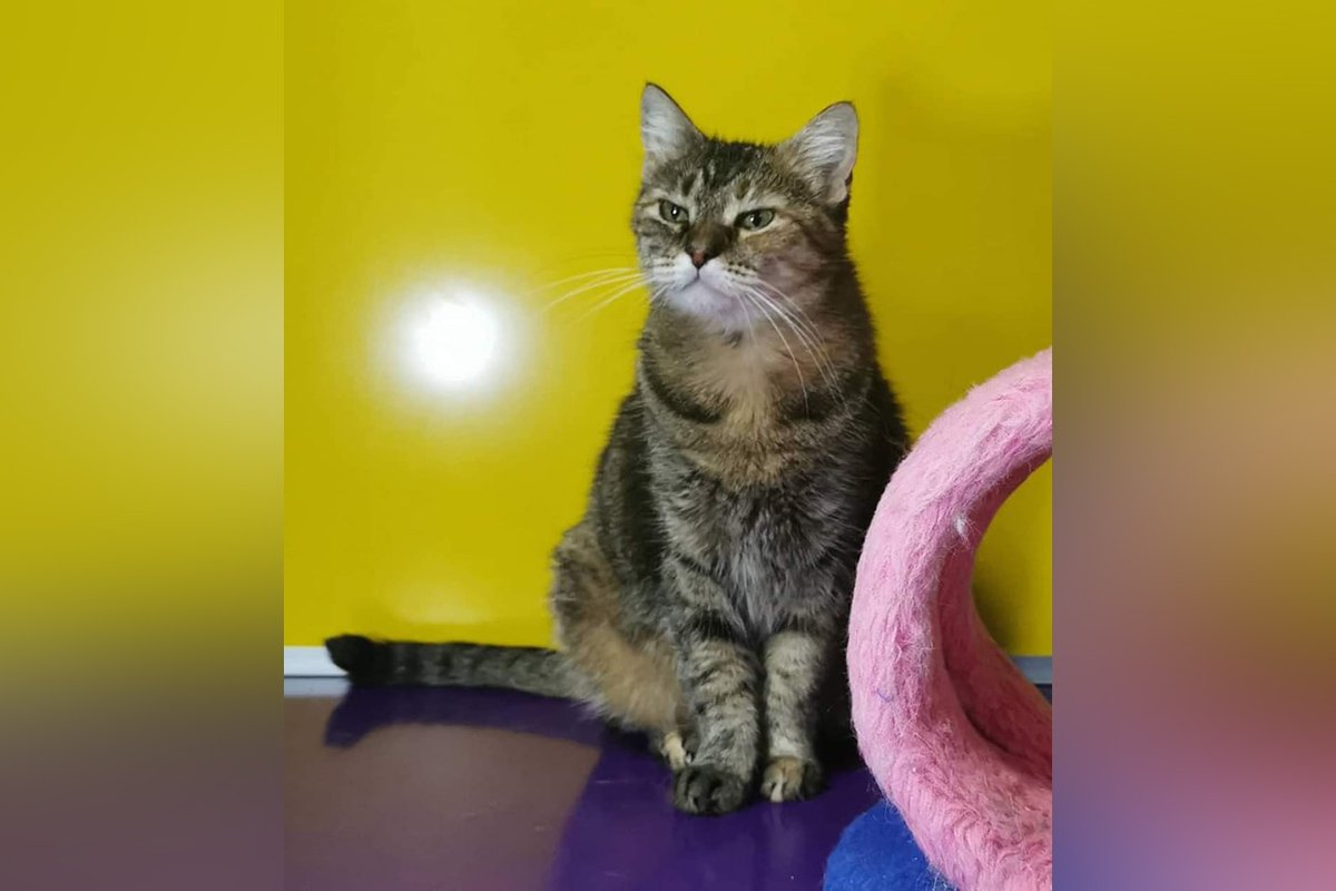 Кішечка Ліза