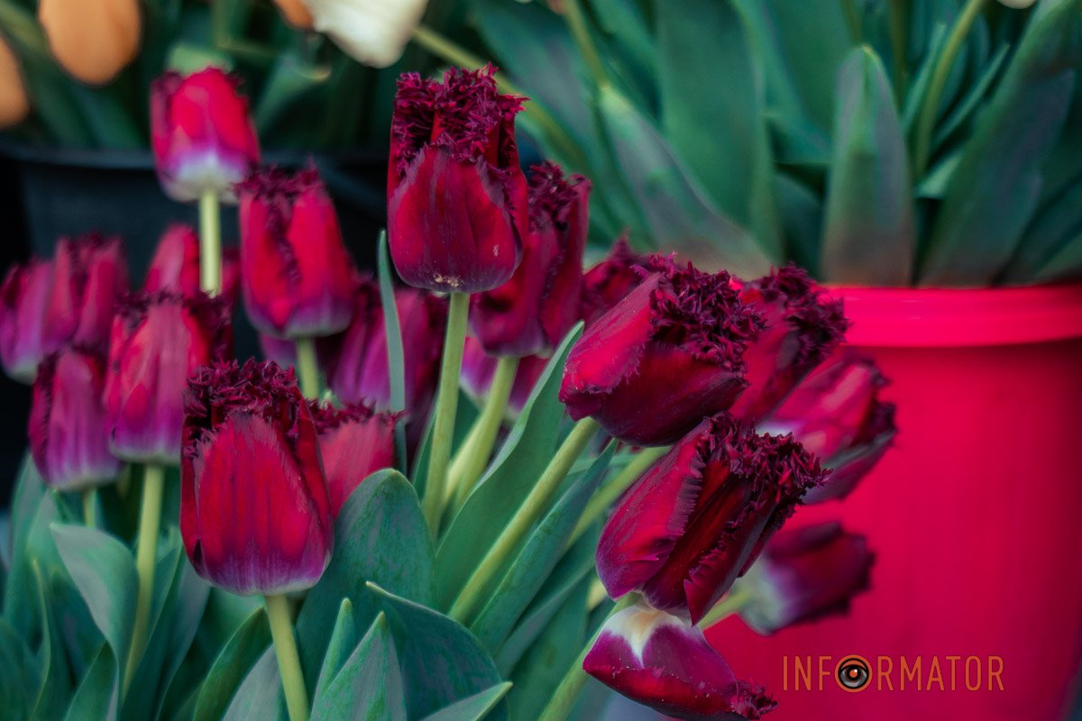 Квіти - один з традиційних подарунків на 8 березня