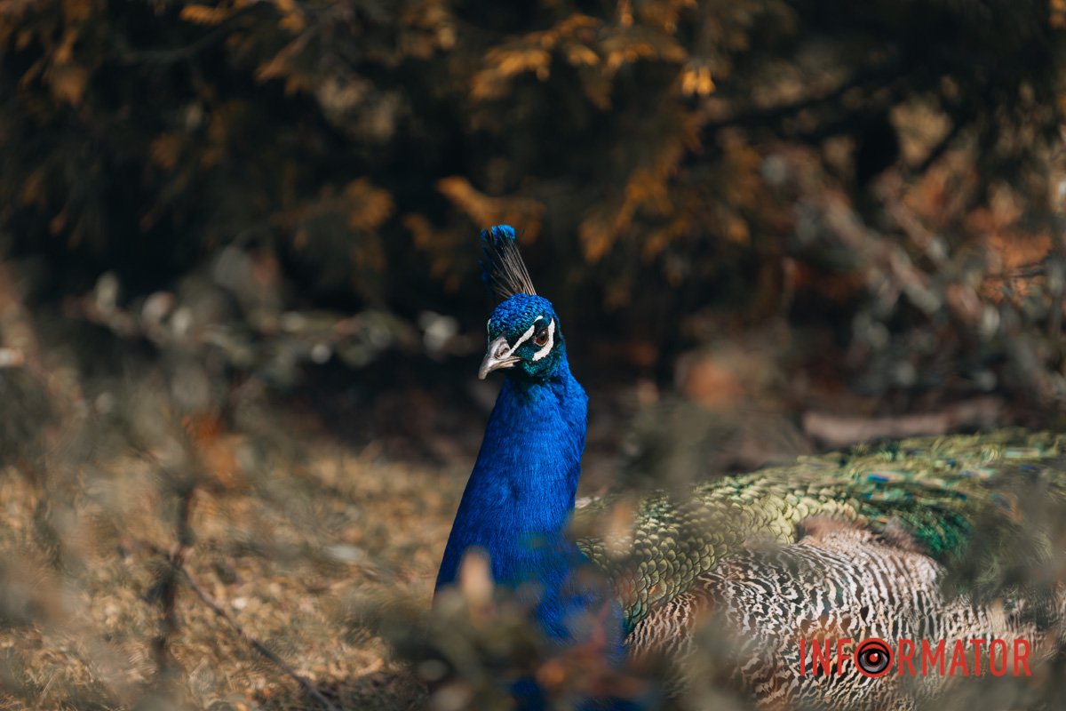 А погляд який