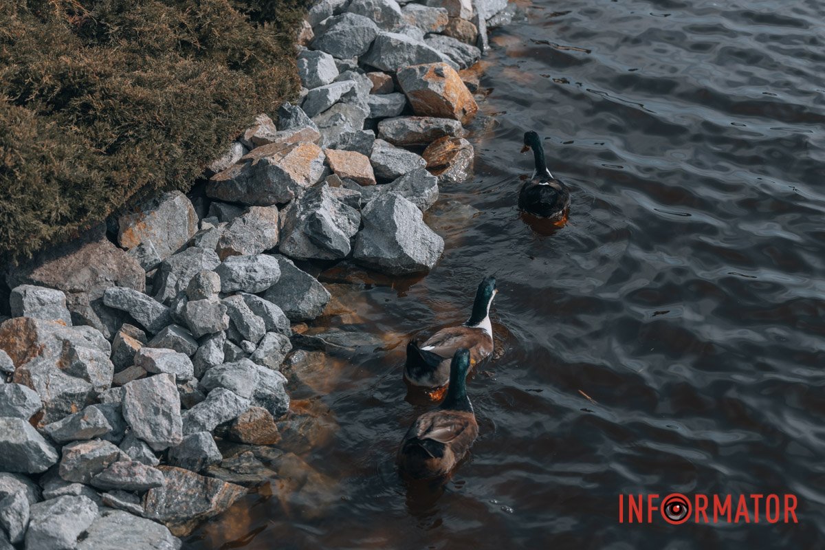 Пливуть по справах