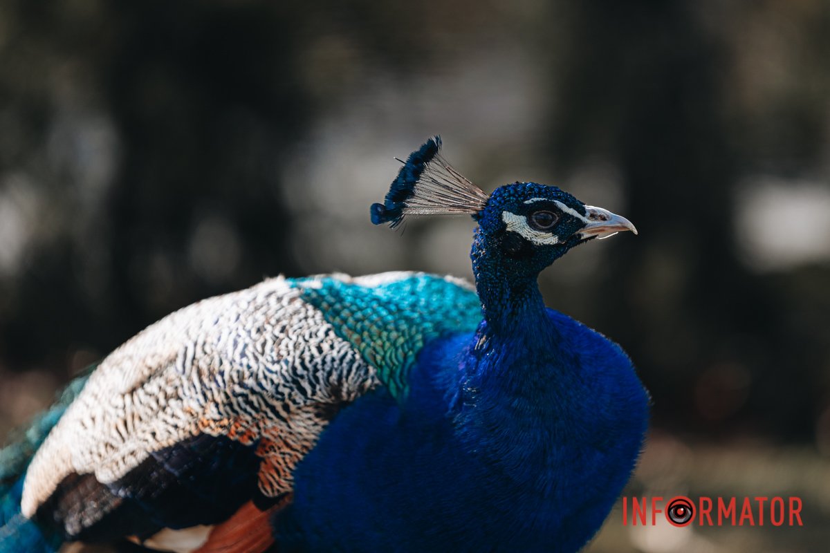 Насичені кольори 