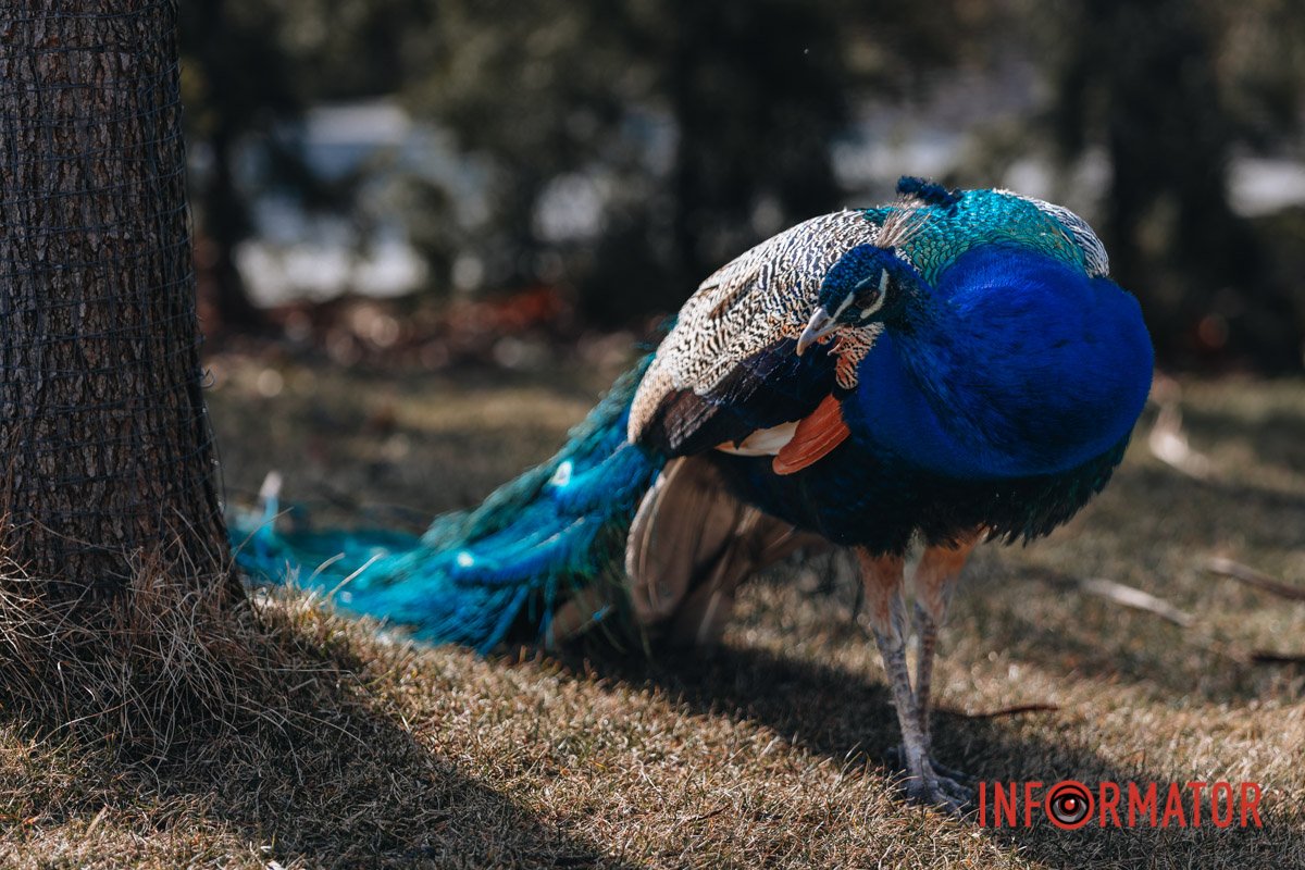 Щось помітив