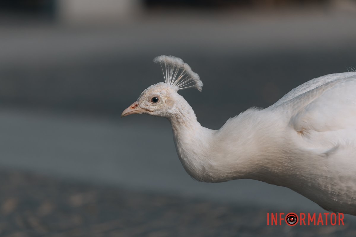 У королеви має бути корона