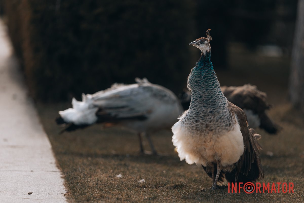 Павичів тут багато