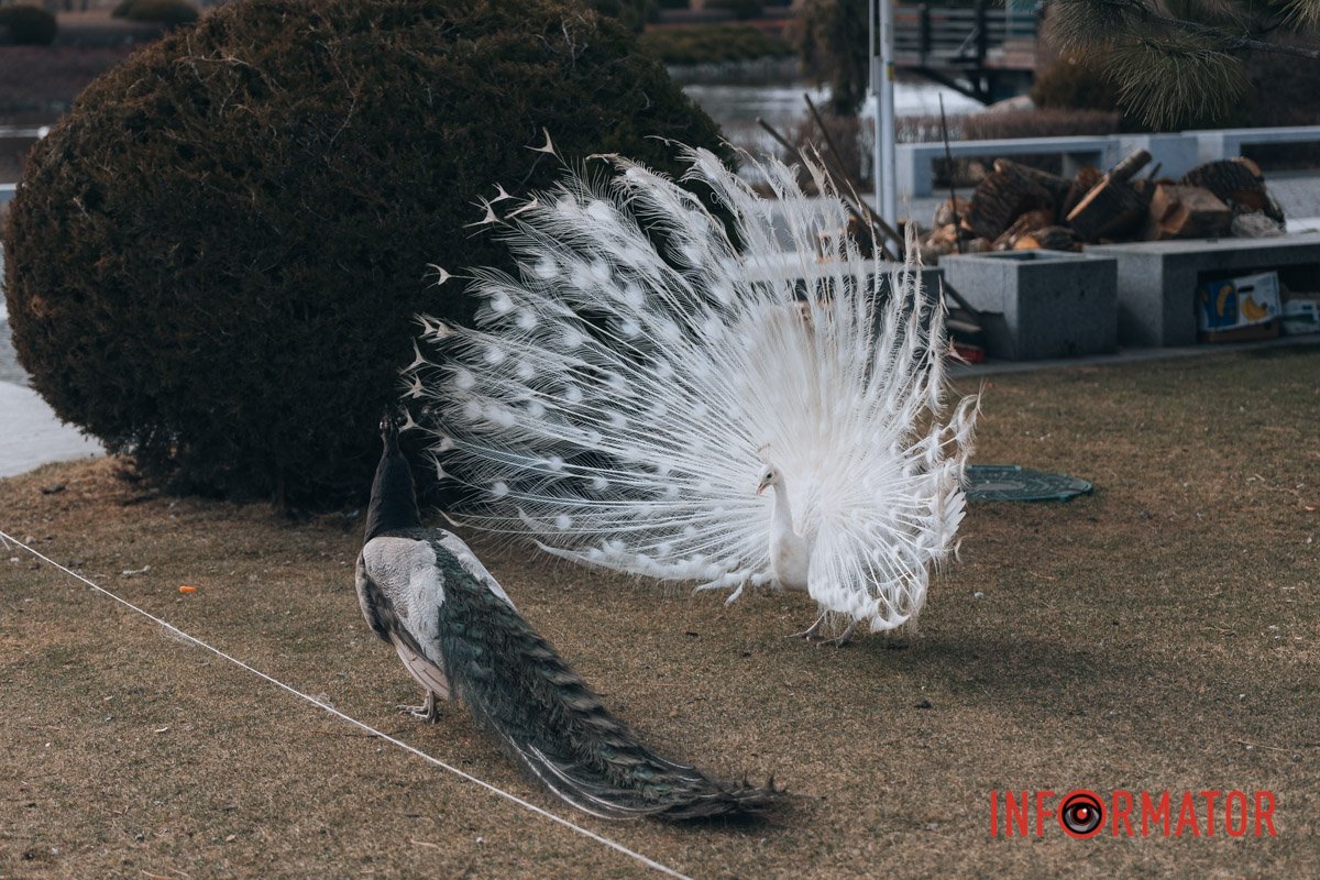 Демонструє 