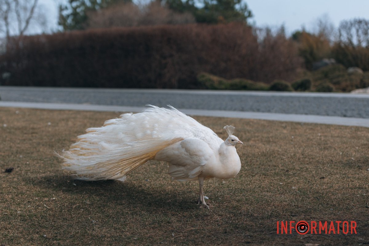 Побігла по справах