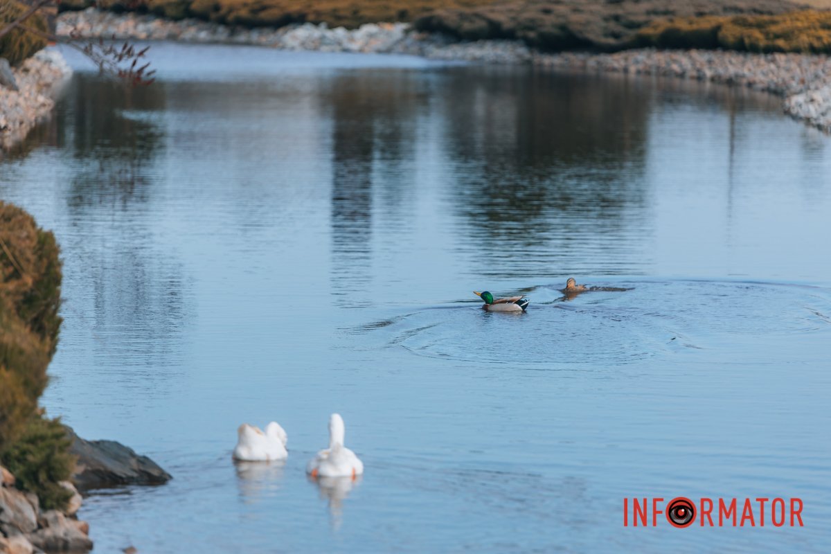 Зустрілися чотири качки
