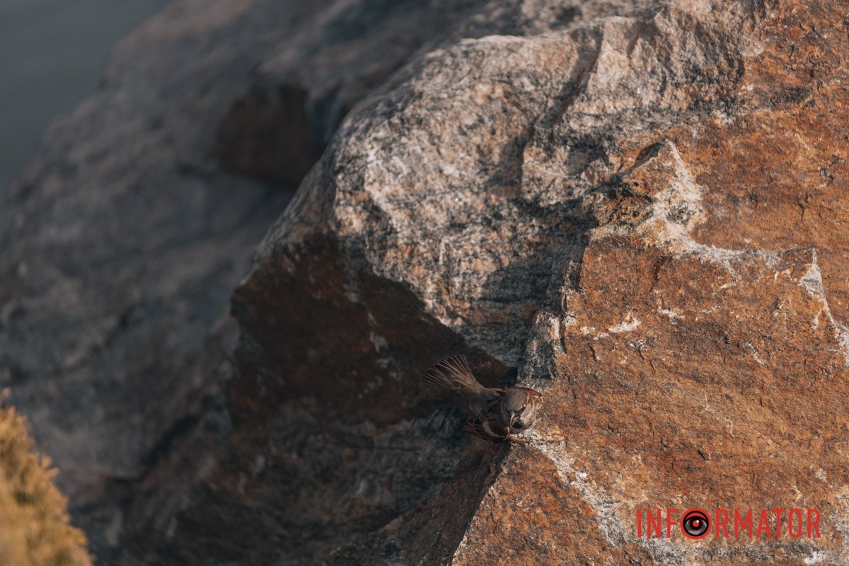 Позує на камінні