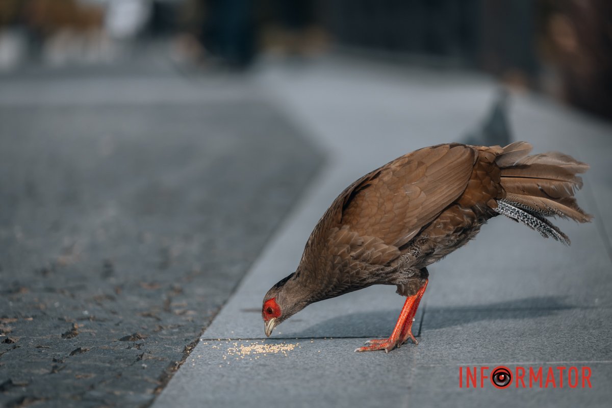 Знайшов їжу