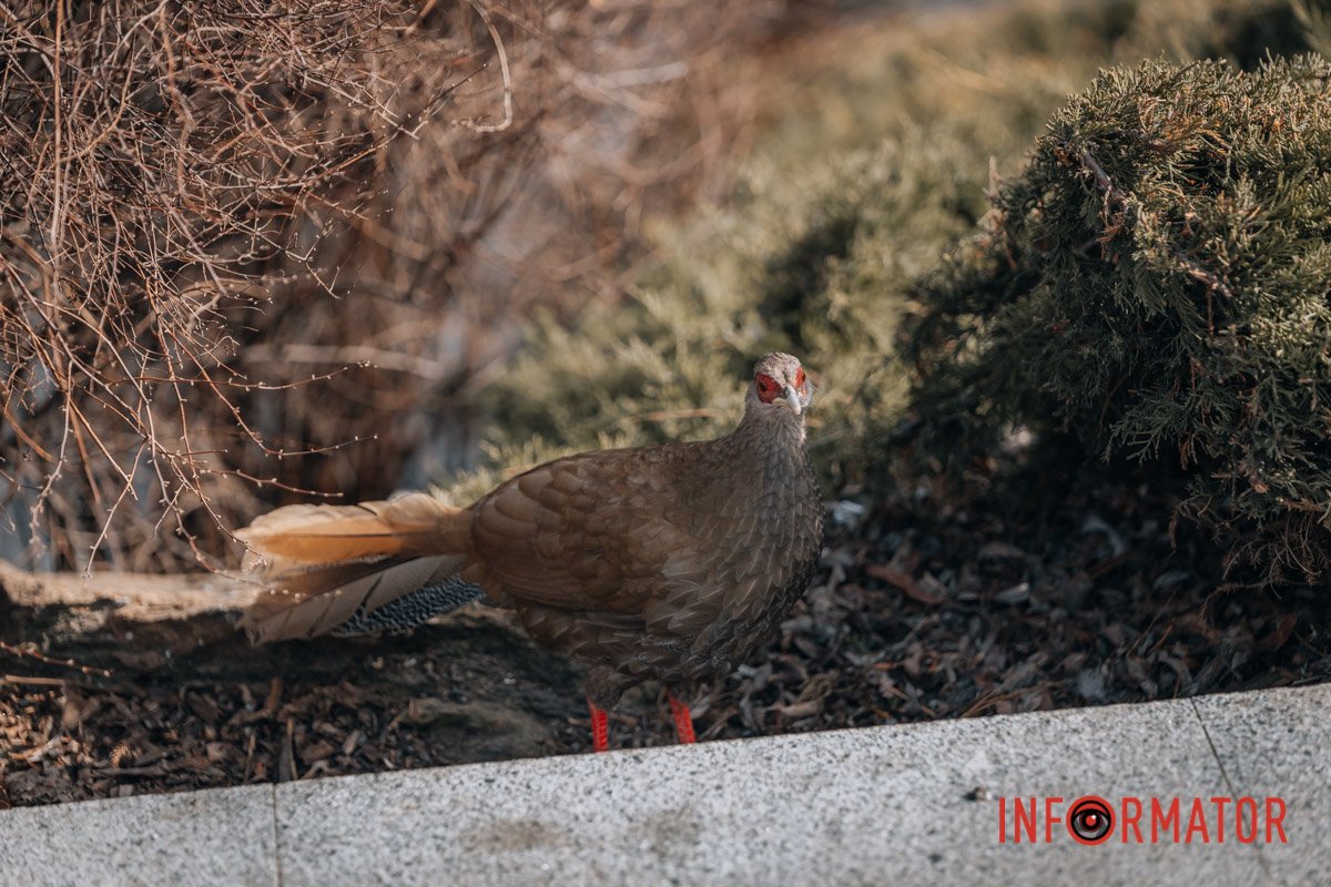 Чого дивишься?