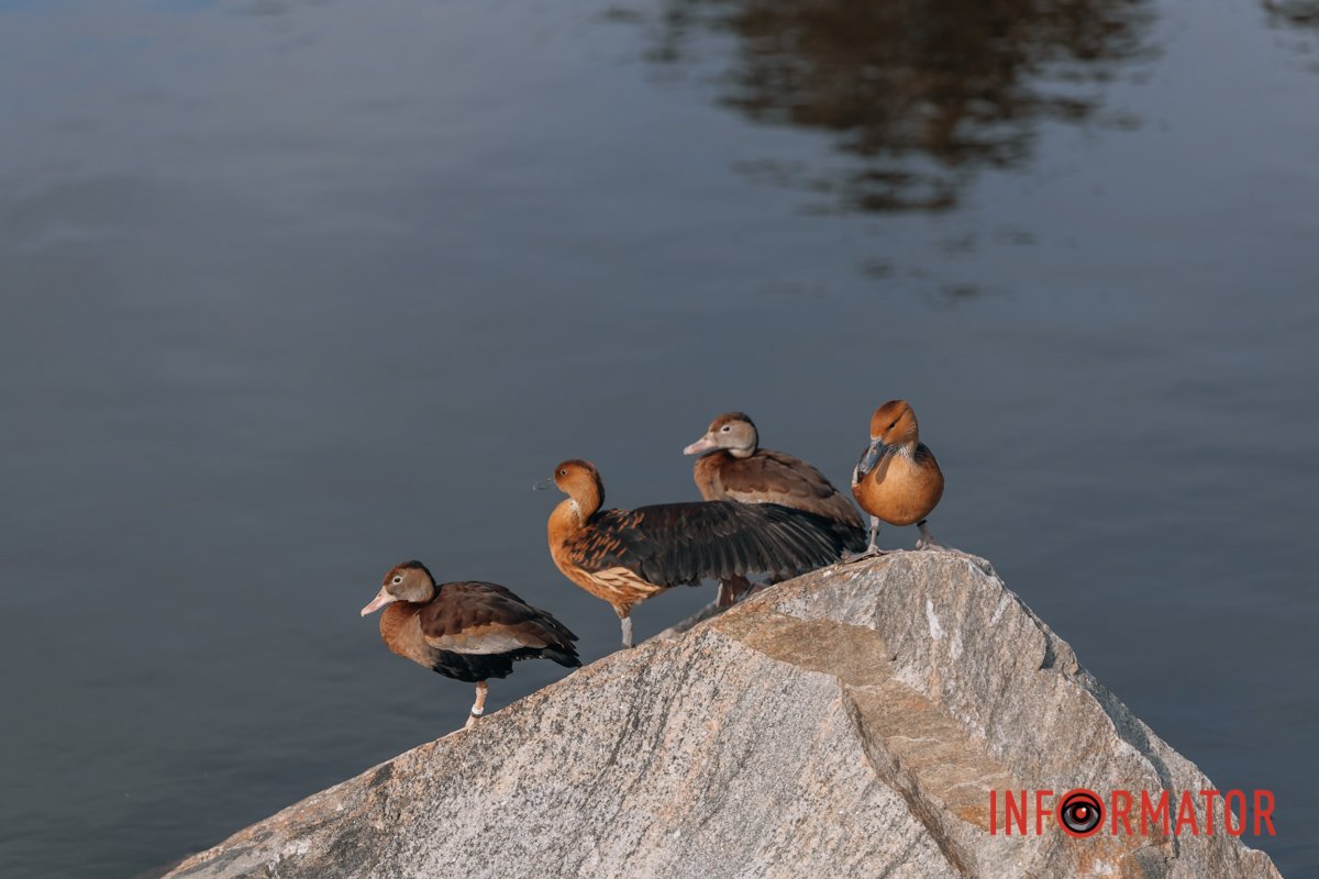 Щось задумали