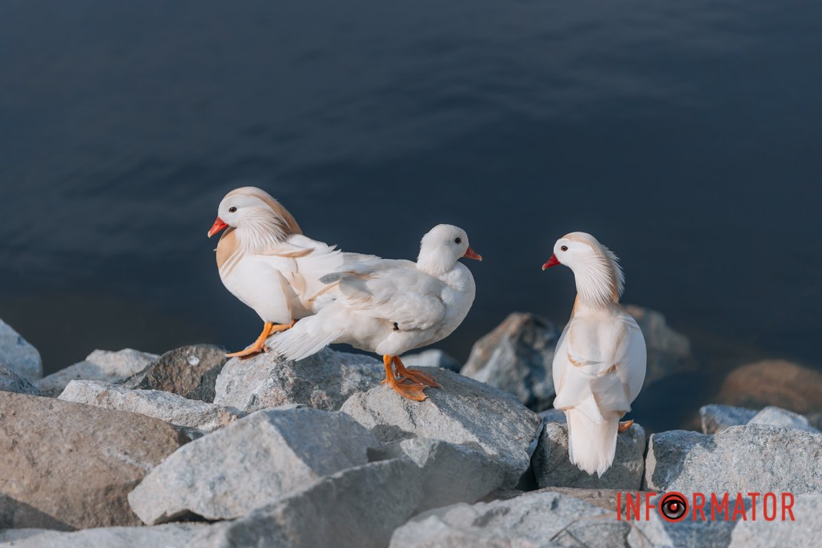 Чого стоїш, фотографуй давай 