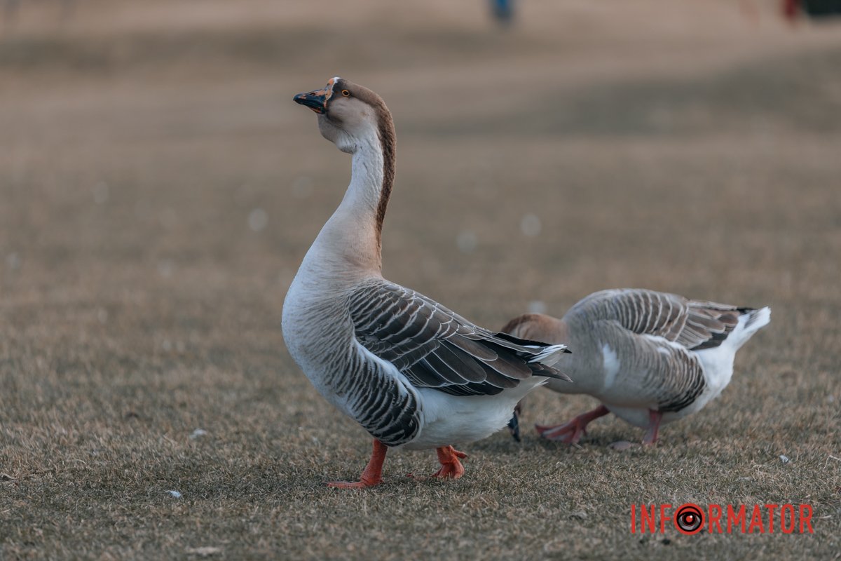 Далі біжать