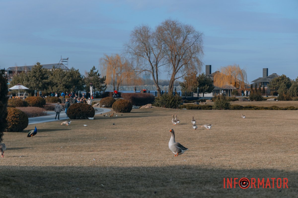 В пошуках їжі