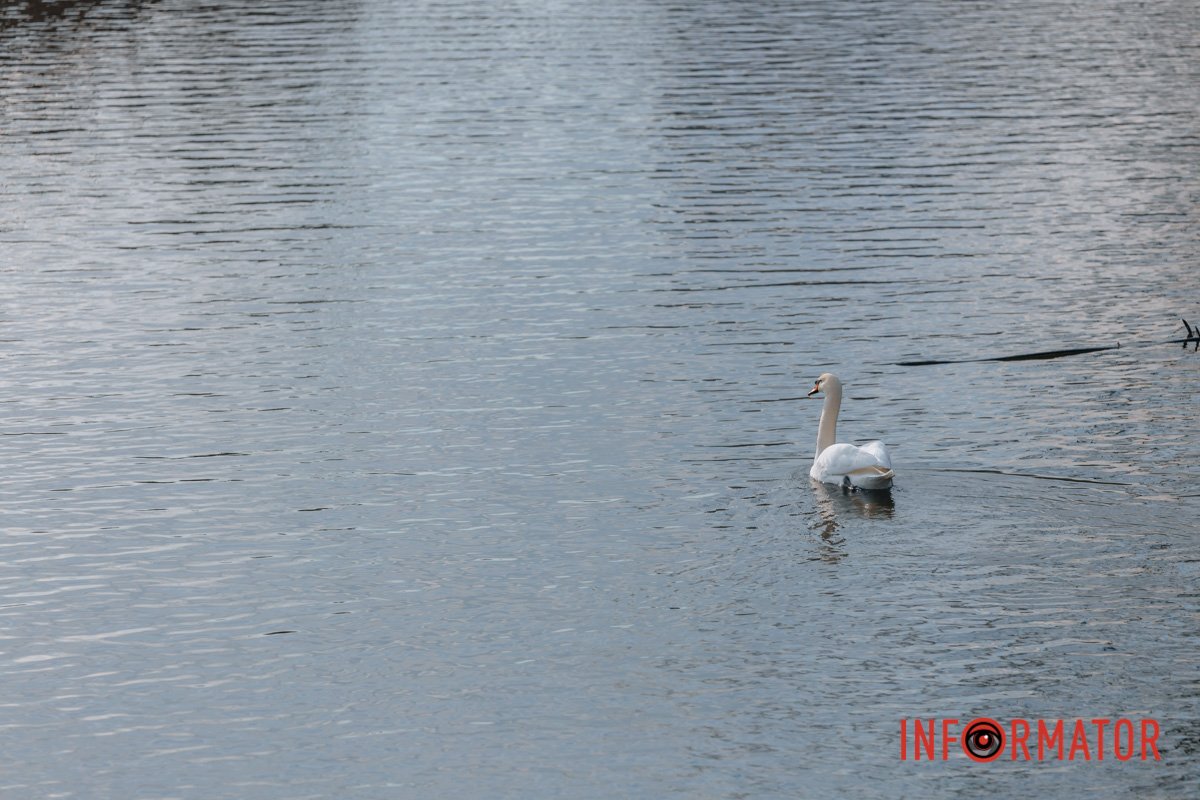 Уроки плавання