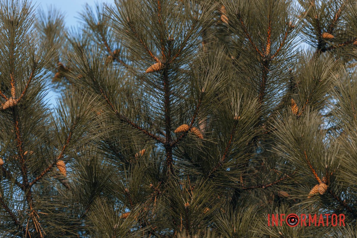 Новорічних іграшок не вистачає